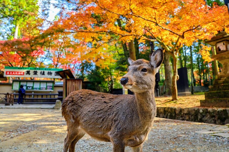Kyoto: Nara & Traditional Matcha Experience Bus Tour - Starting near Kyoto Station at 8 a.m.