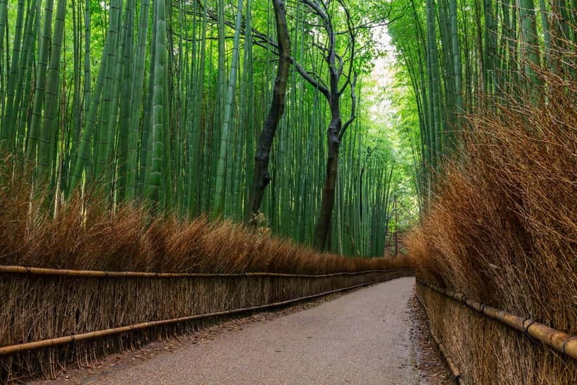 Kyoto/Osaka: Nara, Fushimi Inari Taisha, Arashiyama Bus Tour - Why this day trip works from Osaka or Kyoto