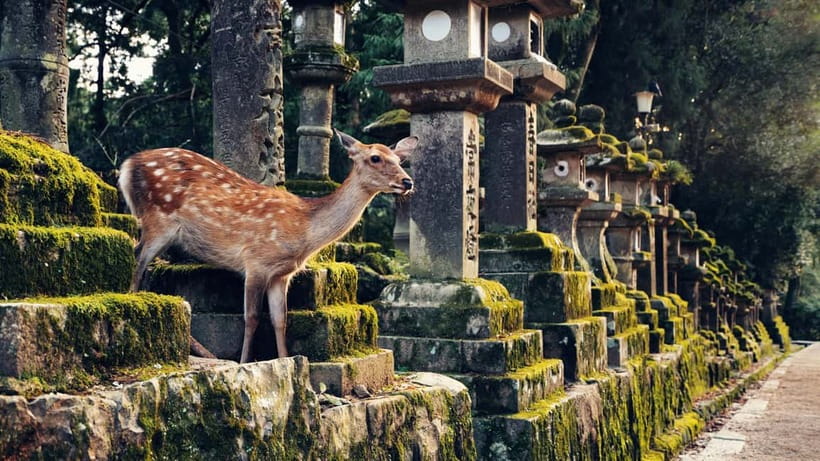 Kyoto/Osaka: Nara, Fushimi Inari Taisha, Arashiyama Bus Tour - Arashiyama gives you room to choose