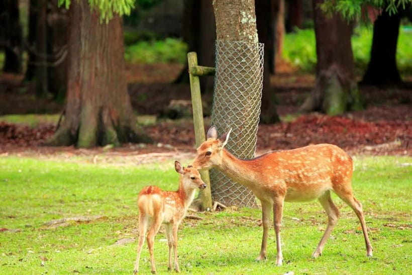 Kyoto/Osaka: Nara, Fushimi Inari Taisha, Arashiyama Bus Tour - Walking through Arashiyama Bamboo Forest
