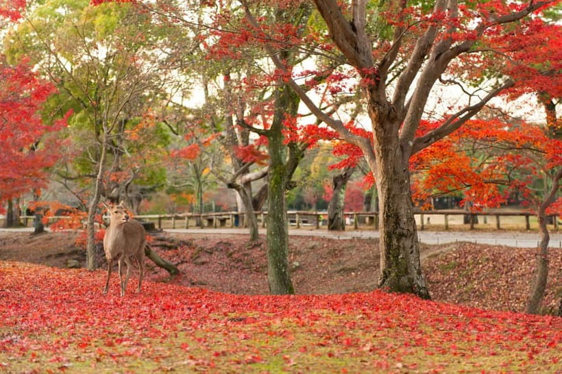Kyoto/Osaka: Nara, Fushimi Inari Taisha, Arashiyama Bus Tour - Nonomiya Shrine and its old black torii