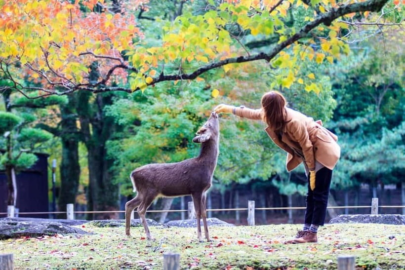 Kyoto/Osaka: Nara, Fushimi Inari Taisha, Arashiyama Bus Tour - Kimono Forest, footbaths, and local food