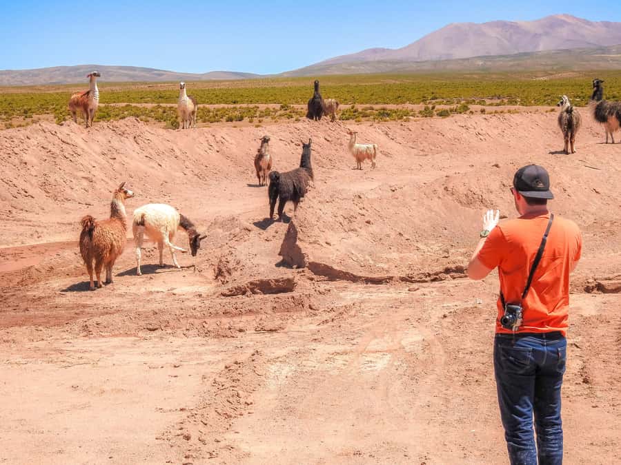 La Paz: Uyuni Salt Flats & Isla Incahuasi 5-Day Bus Tour - Day three: geysers, hot springs, and volcano views