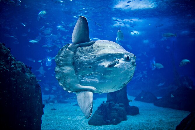 Lisbon Hop-On Hop-Off Bus and Boat Tour with Oceanário Ticket - Oriente and the Oceanário make a strong pairing