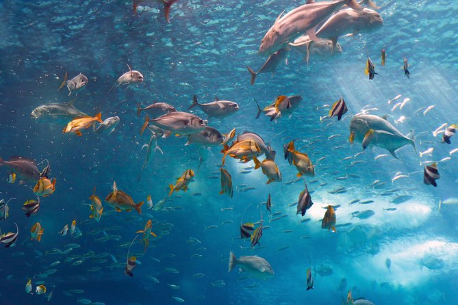 Lisbon Oceanarium and Belém and Modern Lisbon bus Hop On Hop Off Tours 48h - What the 48-hour bus pass gives you