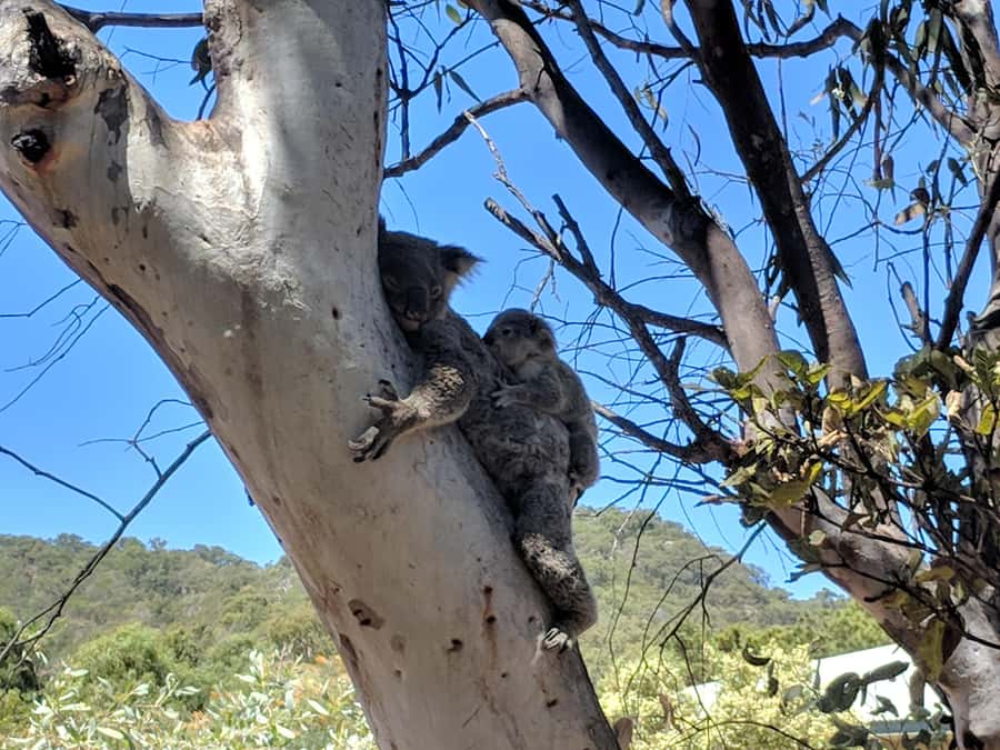 Magnetic Island: Guided Bus Tour with Morning Tea - The seasonal Butterfly Forest Walk