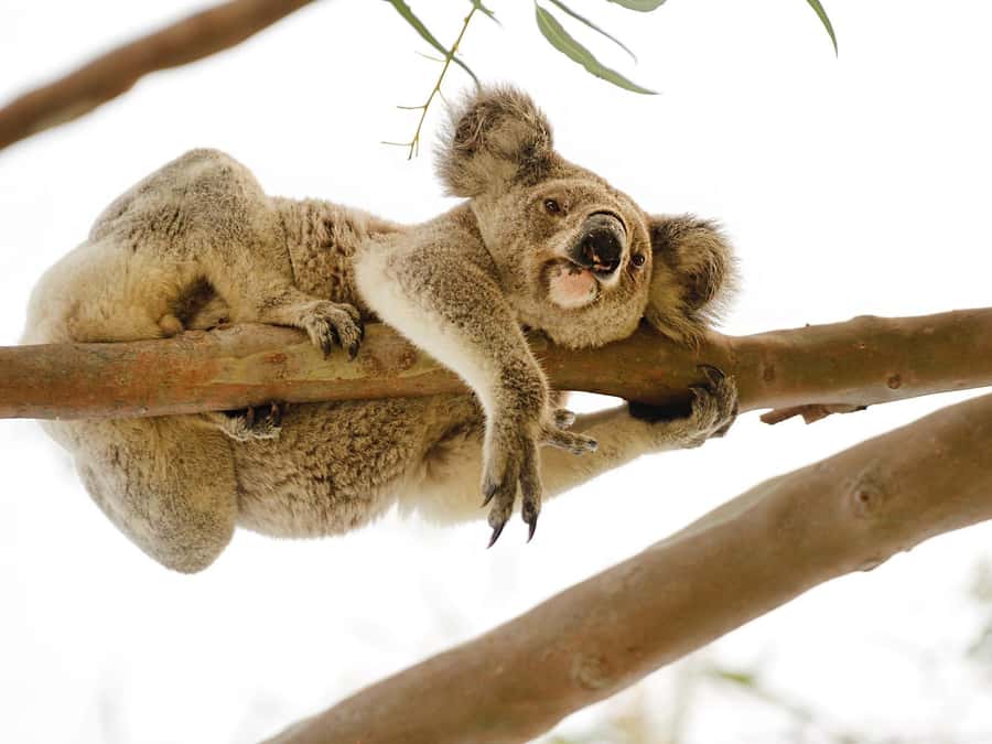 Magnetic Island: West Coast Eco Adventure Bus Tour - Key points to know before booking