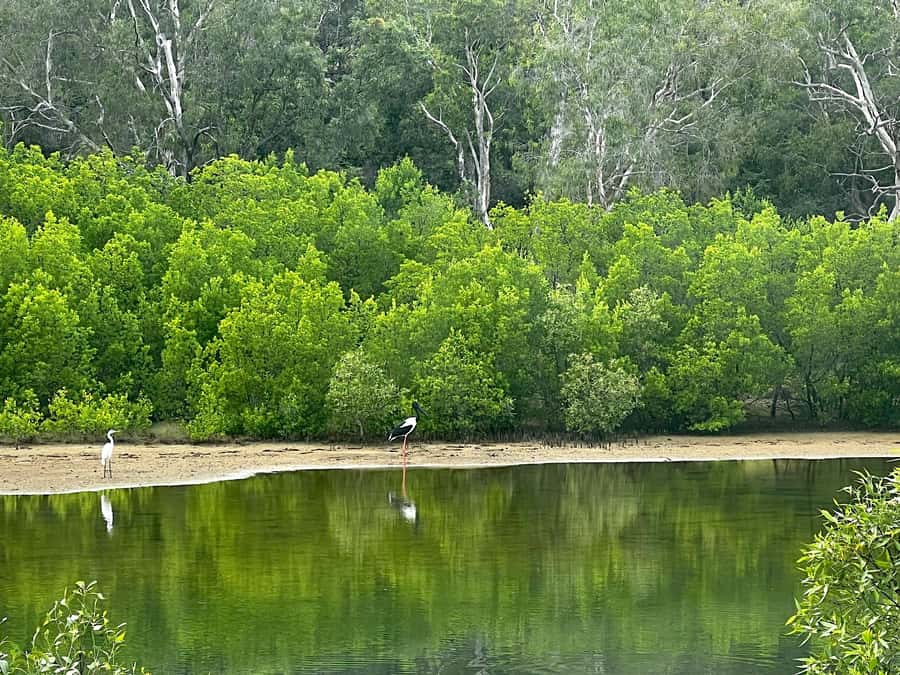 Magnetic Island: West Coast Eco Adventure Bus Tour - Bolger Bay Conservation Park is the main nature stop