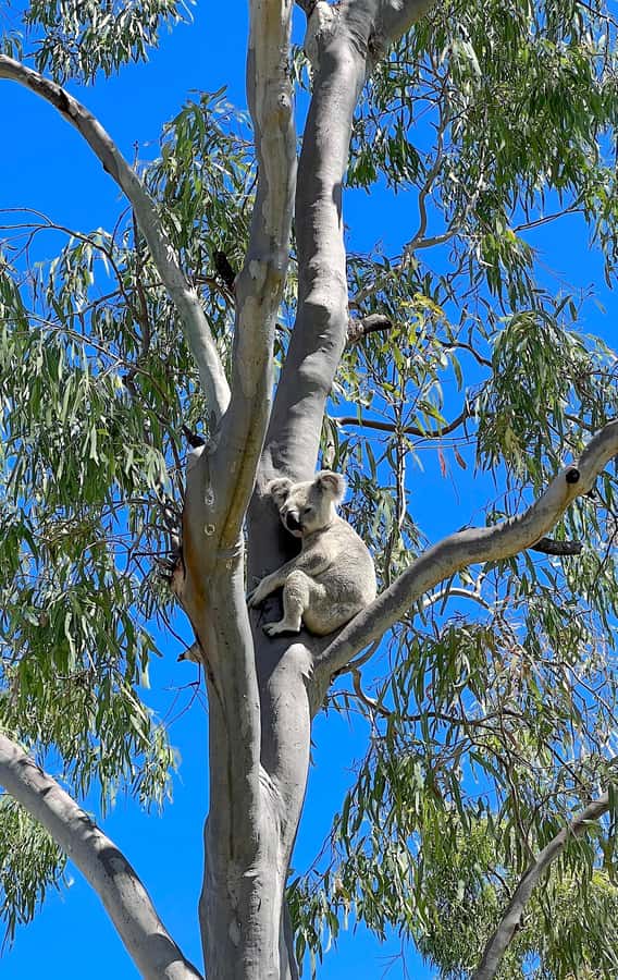 Magnetic Island: West Coast Eco Adventure Bus Tour - What Tim adds to the ride
