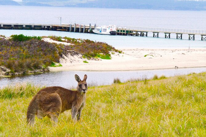 Maria Island Ferry - Hobart Bus Connection (Return Service) - What happens at Triabunna Marina