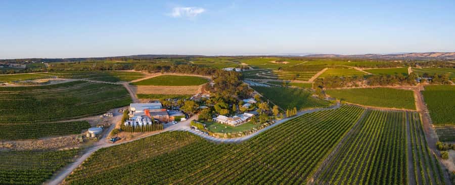 McLaren Vale North: Hop-On Hop-Off Tour - Why McLaren Vale North works well for a hop-on day