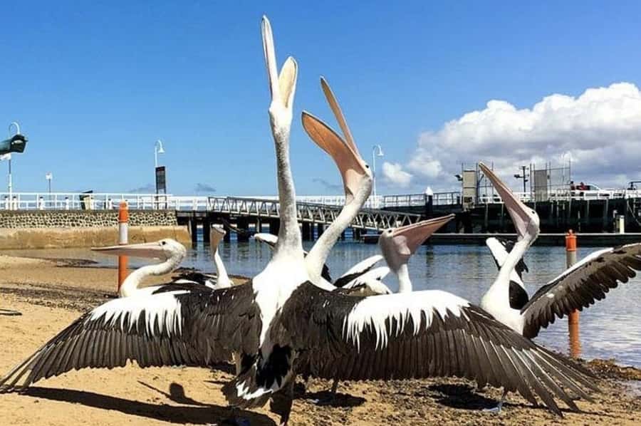 Melbourne: Phillip Island Tour w/ Hop-on Bus or Seal Cruise - Cowes is the meeting point for the two routes