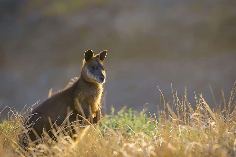 Melbourne: Phillip Island Tour w/ Hop-on Bus or Seal Cruise - How to prepare for a 13-hour coastal day