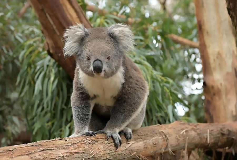 Melbourne: Phillip Island Tour w/ Hop-on Bus or Seal Cruise - Who should choose this Phillip Island tour?