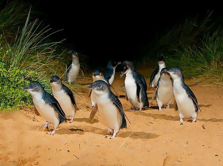 Melbourne: Phillip Island Tour w/ Hop-on Bus or Seal Cruise - Pick the cruise if seals are your priority