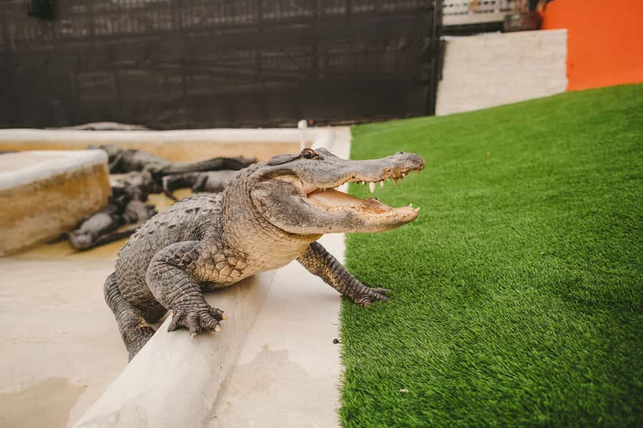 Miami: Everglades Experience, Bay Cruise & Open-Top Bus Tour - Three sides of Miami in one $80 ticket