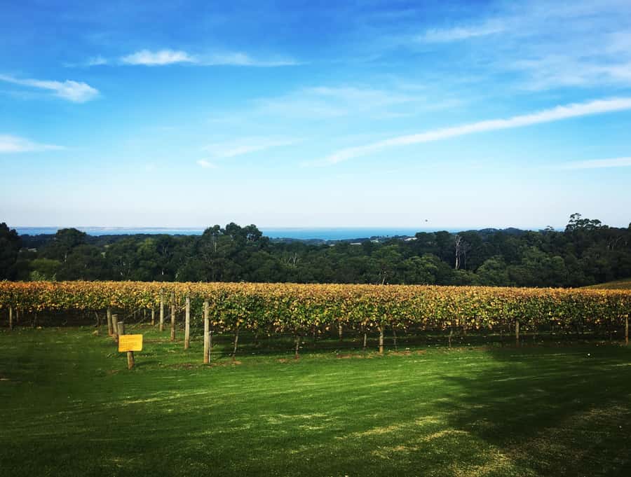 Mornington Peninsula Scenic Bus Tour with Chairlift & Lunch - Why this seven-hour route works well