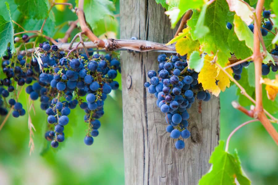 Mornington Peninsula Winery Bus Tour with Lunch & Wine - Key points before you book