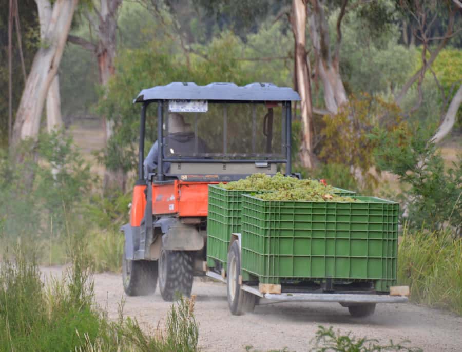 Mornington Peninsula Winery Bus Tour with Lunch & Wine - Who will enjoy this day most?