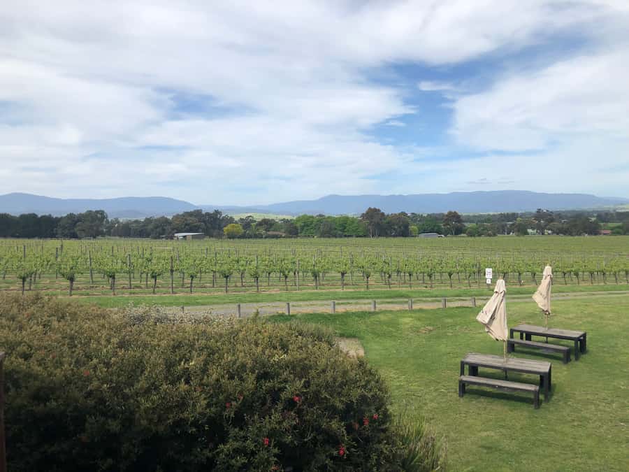 Mornington Peninsula Winery Bus Tour with Lunch & Wine - What the winery stops are really like