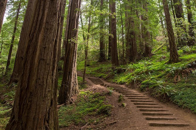 Muir Woods and Sausalito (Return by Bus or Ferry) - Sausalito after the forest