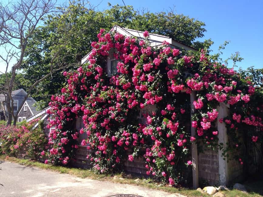 Nantucket: Historical Landmarks Sightseeing Bus Tour - Why this short Nantucket tour works