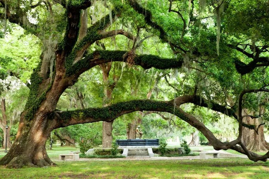 New Orleans: City and Cemetery Bus Tour Garden District Walk - Is $55 a fair price?