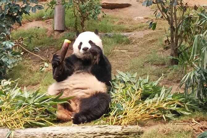 Ocean Park Full-Day Coach Tour with Hotel Pickup in Kowloon Area from Hong Kong - Ocean Park gives you four parks in one