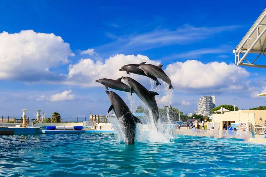 Okinawa: Bus Tour to Churaumi Aquarium with Sightseeing - Key points at a glance