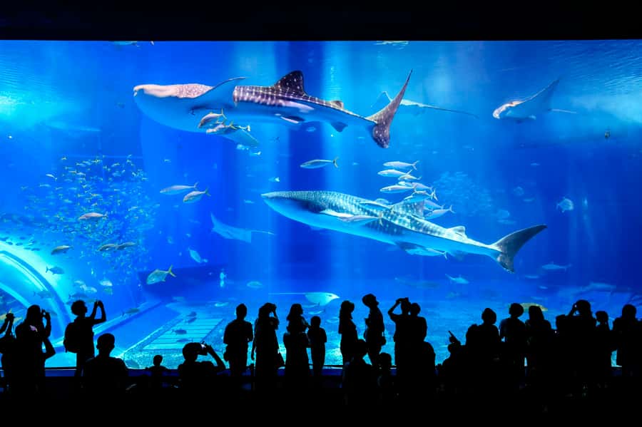 Okinawa: Bus Tour to Churaumi Aquarium with Sightseeing - Why this bus tour makes sense in Okinawa