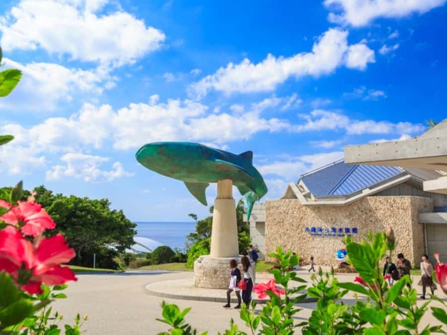 Okinawa: Bus Tour to Churaumi Aquarium with Sightseeing - Bise Fukugi Tree Road and Okinawa’s old village feel
