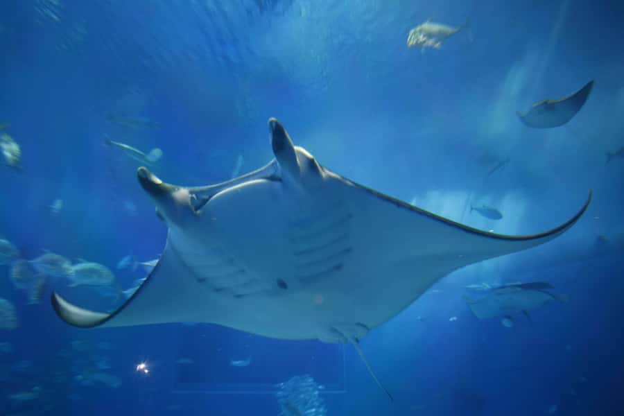 Okinawa: Bus Tour to Churaumi Aquarium with Sightseeing - What the audio guide and staff arrangement are really like