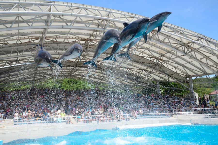 Okinawa: Bus Tour to Churaumi Aquarium with Sightseeing - Bus comfort, timing, and what to pack