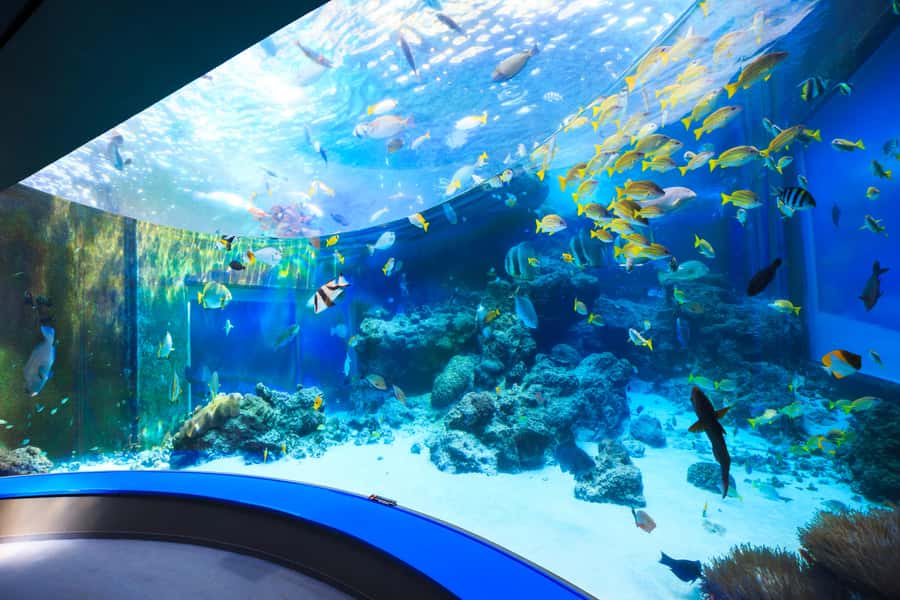 Okinawa: Bus Tour to Churaumi Aquarium with Sightseeing - Who will get the most from this $61 day trip