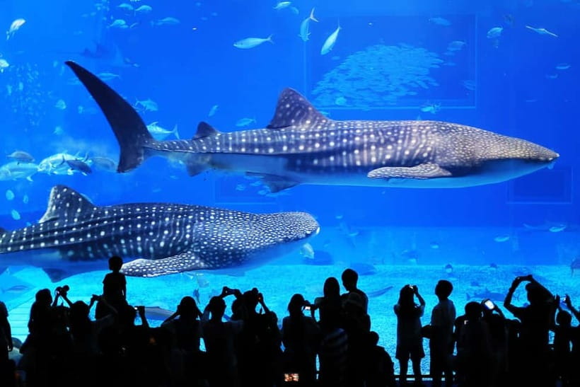 Okinawa: Churaumi Aquarium, Ryukyu Village & Manza Bus Tour - Churaumi Aquarium: the main event