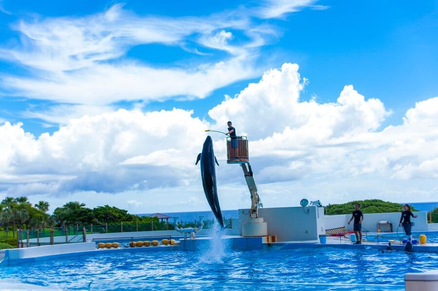Okinawa Churaumi or Tropical, Kouri American Village BusTour - Beniimo tarts at Okashigoten