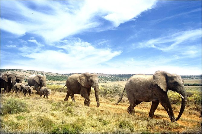 One-Way Hop-on Hop-off Bus from Cape Town to Port Elizabeth - Oudtshoorn trades the coast for caves and ostriches