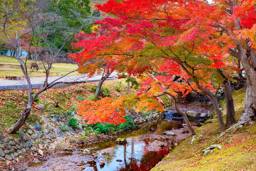 Osaka/Kyoto: Katsuoji, Kinkakuji, Arashiyama 1-Day Bus Tour - Should you book the Katsuoji, Arashiyama, and Kinkakuji tour?