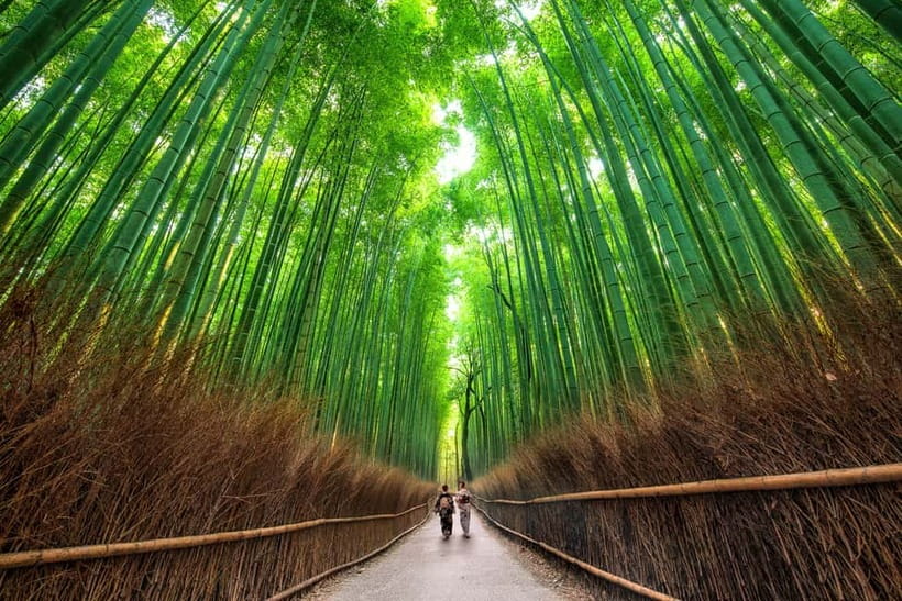Osaka/Kyoto: Katsuoji, Kinkakuji, Arashiyama 1-Day Bus Tour - Who will get the most from this day