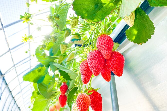 Play with Snow Crab Buffet Lunch and Strawberry Picking Bus Tour - Who should book this experience?