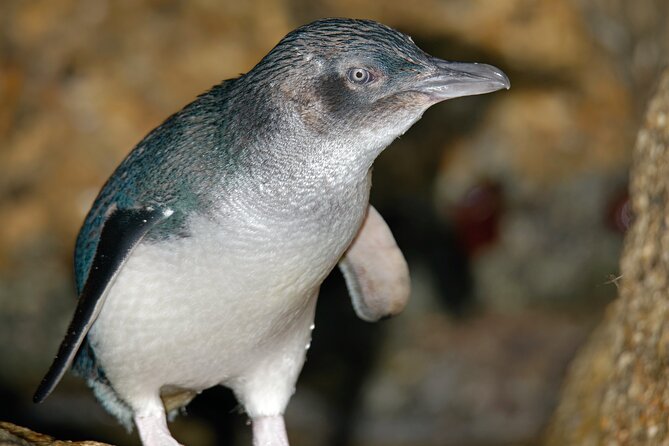 Puffing Billy And Phillip Island Penguin Parade Bus Tour - Buying lunch and dinner on the island