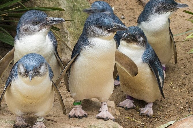Puffing Billy And Phillip Island Penguin Parade Bus Tour - Transport, timing, and comfort