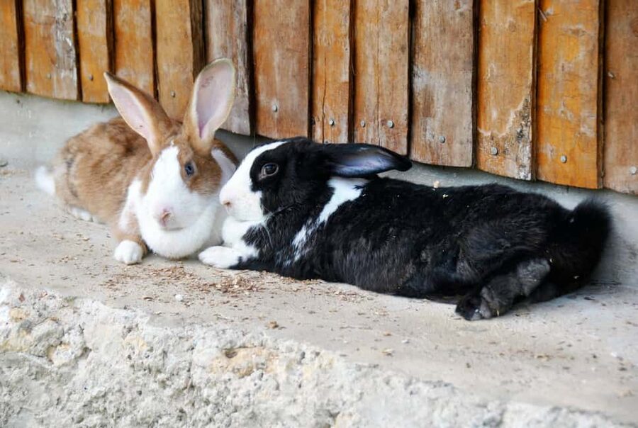 Punta Cana: Xploration Animal Park Bus Tour with Encounters - Heat, walking, and mobility concerns
