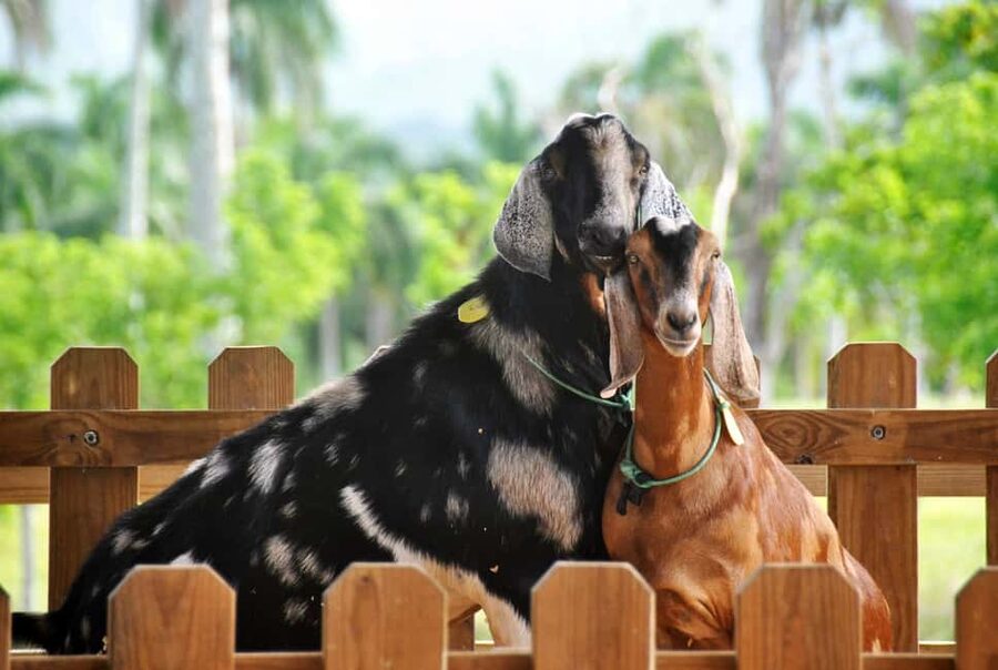 Punta Cana: Xploration Animal Park Bus Tour with Encounters - The panoramic bus ride around Xploration