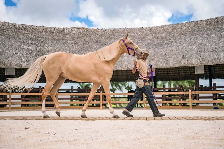 Punta Cana: Xploration Animal Park Bus Tour with Encounters - The dog rescue connection