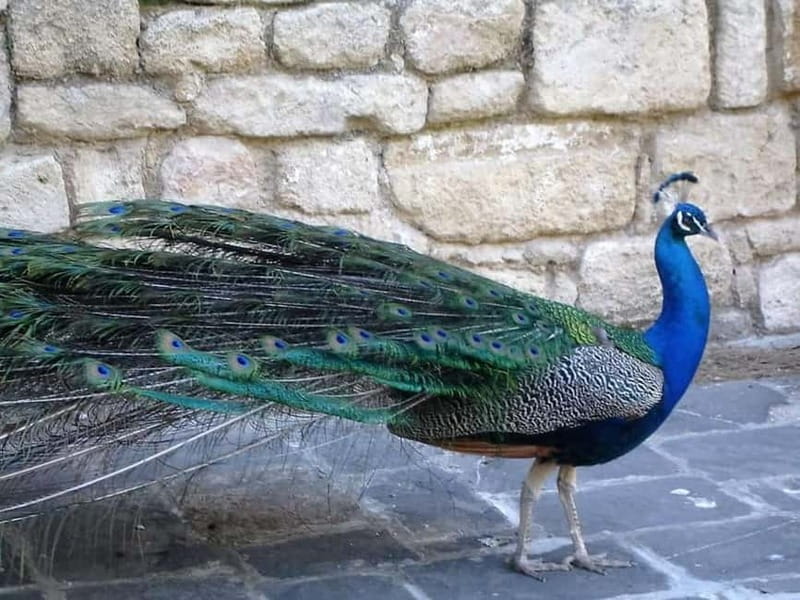 Rhodes: Butterfly Valley and Filerimos Hill Bus Trip - The Byzantine church, Golgotha, and the giant cross