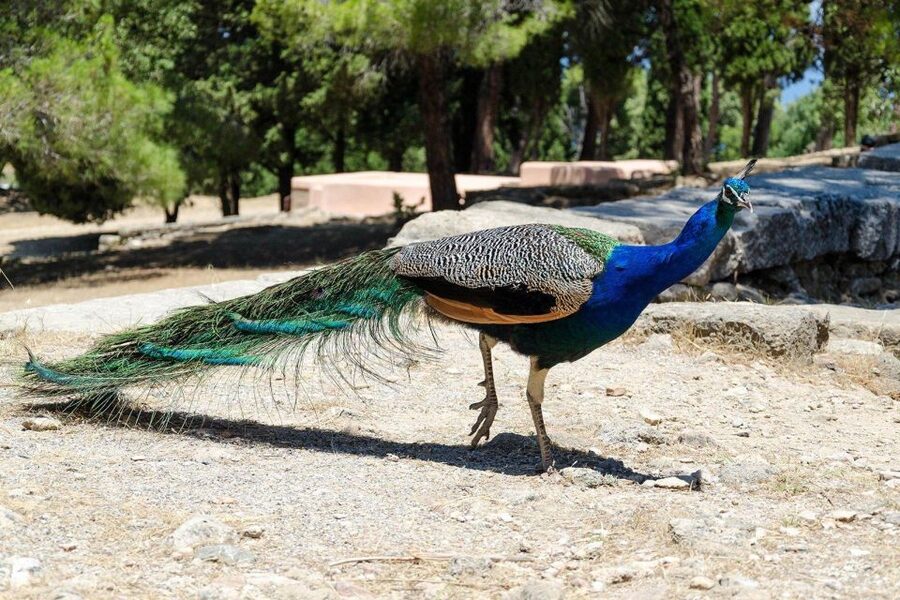 Rhodes: Filerimos Hill and Butterfly Valley Bus Trip - The shaded paths of Butterfly Valley
