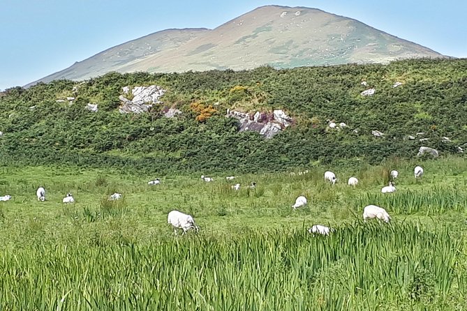 Ring of Kerry & Skellig Ring - Private Mini Bus Tour - Cahergall Fort brings ancient stonework