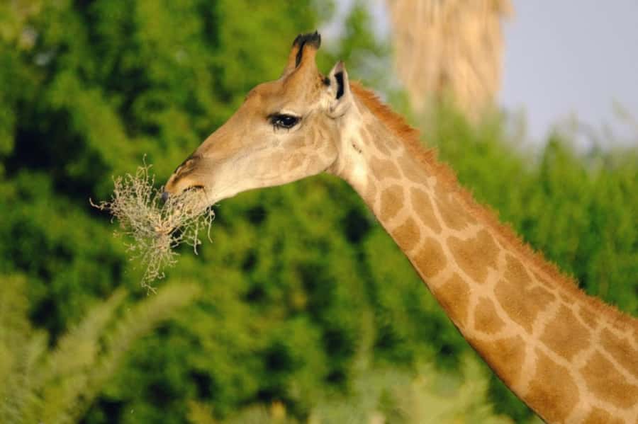 Riyadh: Open-Topped Vehicle Safari at Nofa Wildlife Park - Key points to know before booking