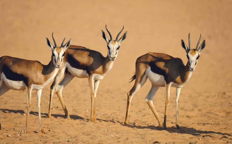 Riyadh: Open-Topped Vehicle Safari at Nofa Wildlife Park - Riding into Nofa’s desert setting